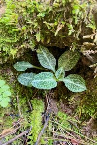 fall-branch-falls-plants