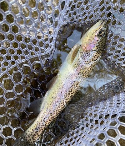 rainbow-trout-blue-ridge-georgia