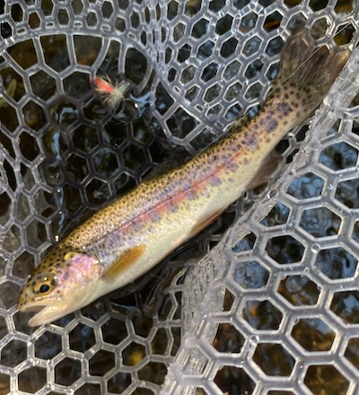 trout-fishing-blue-ridge