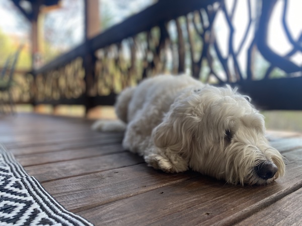 Dog friendly cabin rental in Cherry Log