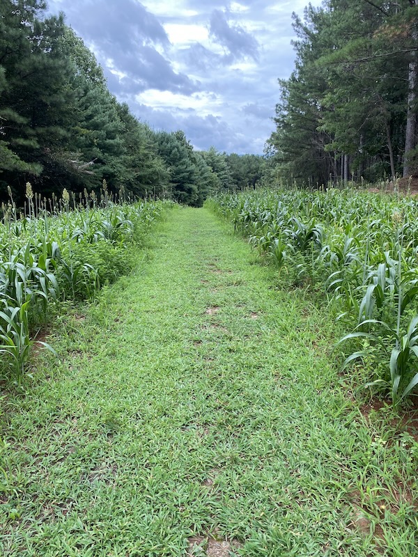 Field on the Cartecay River Loop Trail