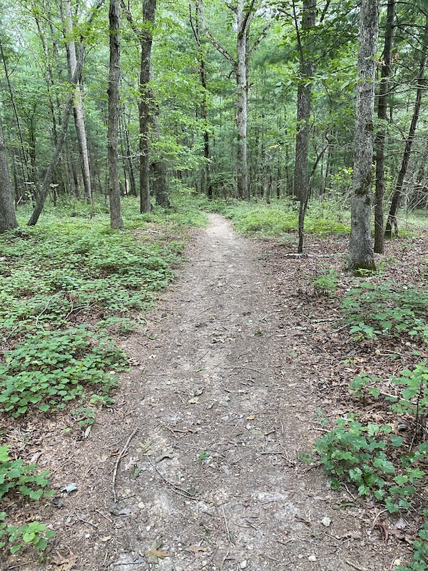 Wooded trail on the Cartecay River Loop Trail