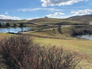 mercier_apple_orchards