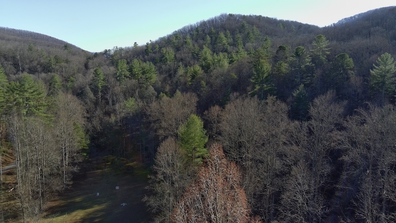 blue_ridge_ga_cherry_log_ga