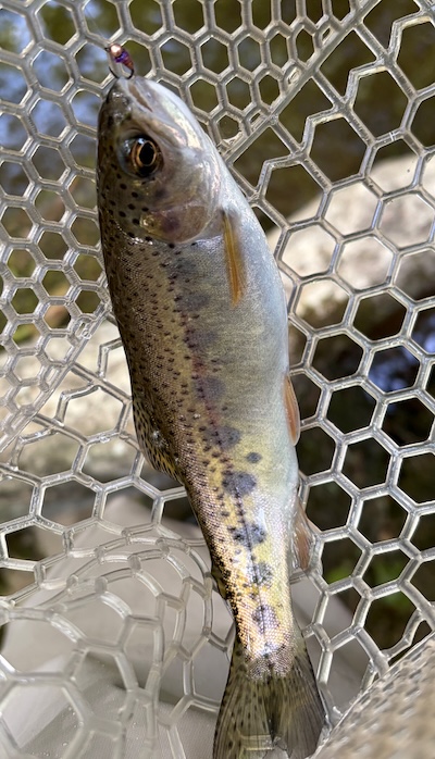 Wild trout from Toccoa River